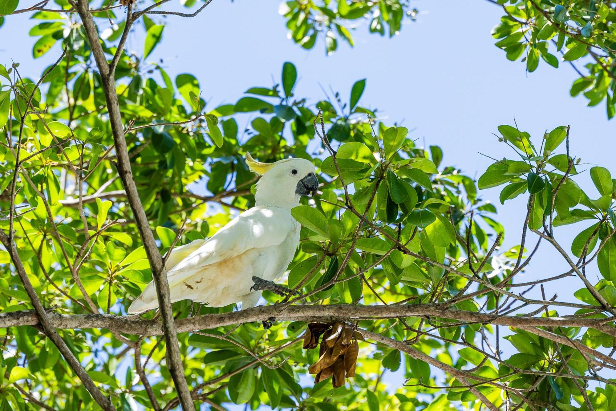 Kipara Tropical Rainforest Retreat Airlie Beach Dış mekan fotoğraf