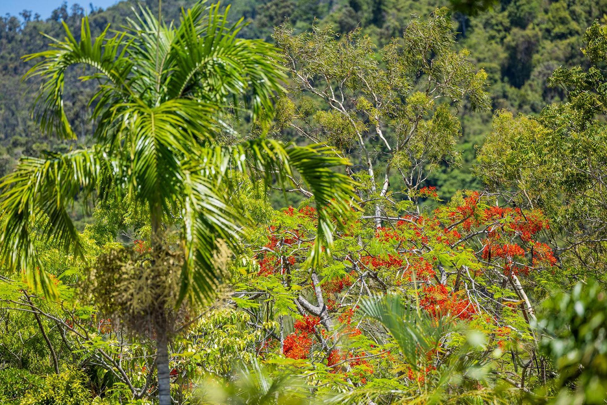 Kipara Tropical Rainforest Retreat Airlie Beach Dış mekan fotoğraf